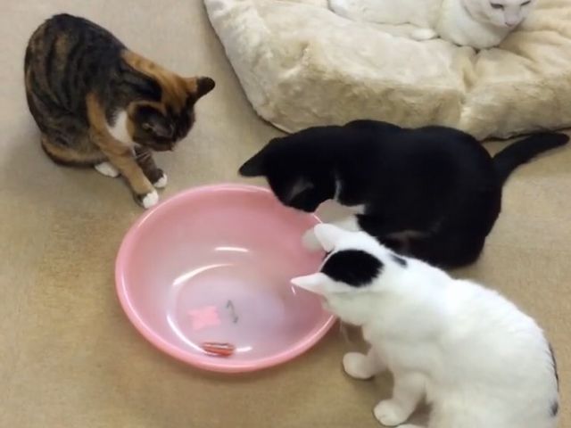 かわいい_浅草ねこ園