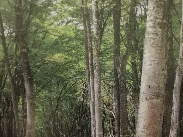 りそなさんの上ノ平のブナ林の投稿写真1