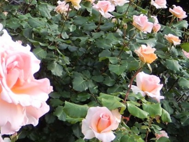 西山公園のバラ_西山公園