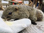 はるさんの金華山リス村の投稿写真1