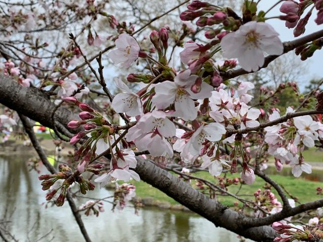 住吉公園の桜_住吉公園(大阪市住之江区)