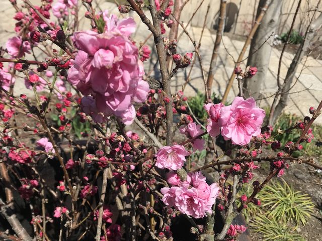 桃の花_富士大石ハナテラス
