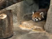 panchanさんの天王寺動物園の投稿写真5