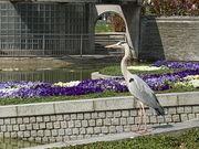 panchanさんの住吉公園(大阪市住之江区)の投稿写真7