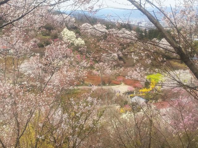 花見山頂上付近から花見山全体を望む。遠くには雪をかぶった吾妻連峰が見えます。_花見山公園