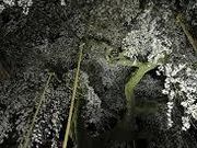 ゆかさんの諏訪神社(福島県富岡町)の投稿写真1