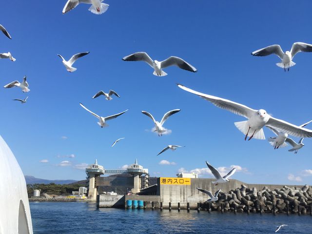 船を追うカモメ達〜エサちょうだい!_ちどり沼津港遊覧クルーズ