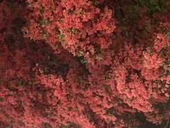 高良山の写真1