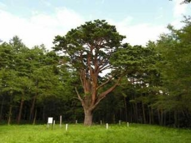 緑も美しいです!_長興寺の千本松