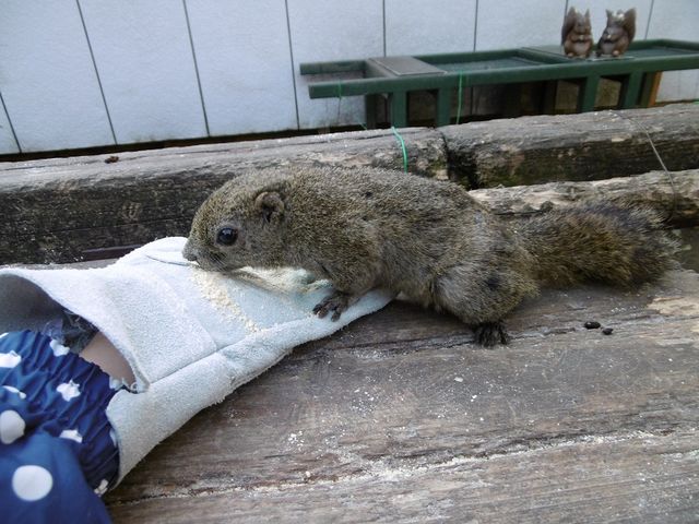 エサやりの時はこんな感じ!手袋をはめます。近くに来てくれるので嬉しい!_金華山リス村