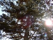 坊ちゃんさんの船岡城址公園の樅ノ木の投稿写真2