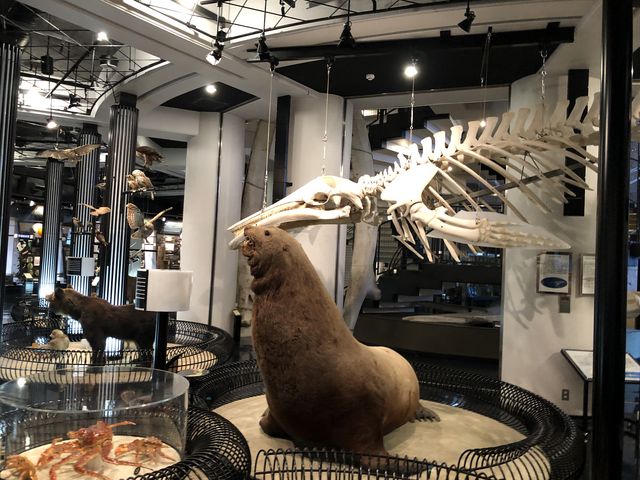 近隣の動物の剥製や骨格標本_釧路市立博物館