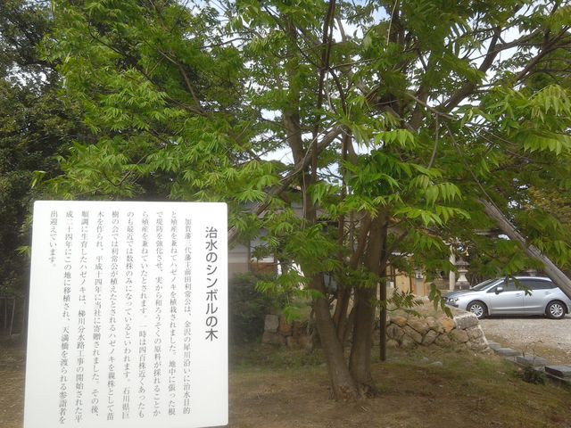 治水のシンボルの木_小松天満宮
