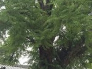 ひげはんさんの本願寺日高別院の投稿写真1