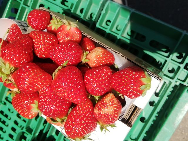 これくらい、箱づめしました。_こばやし農園