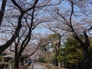 トロムソさんの青山霊園の投稿写真1