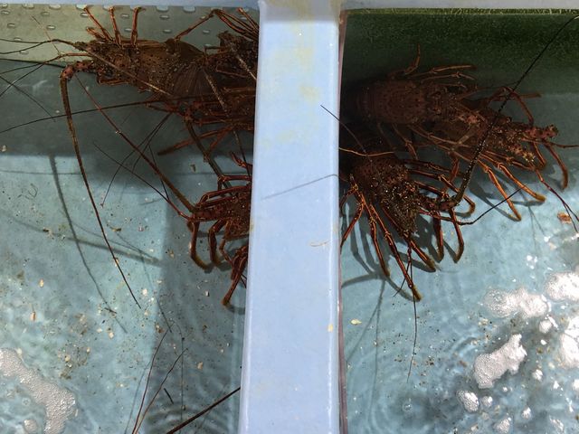 西海橋物産館。伊勢海老_西海橋物産館