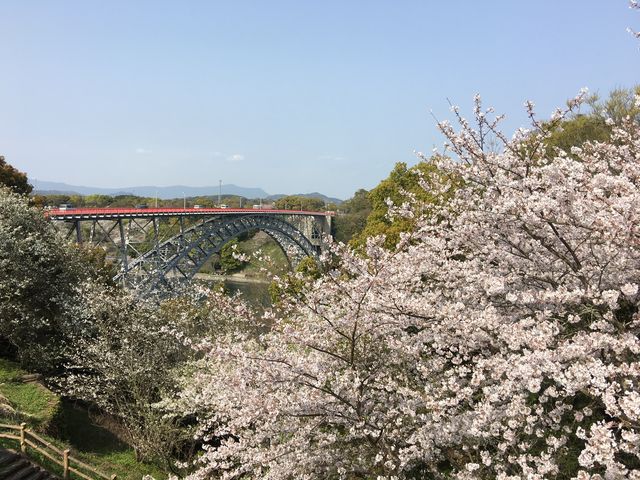 西海橋に桜を見にいきました。_西海橋物産館