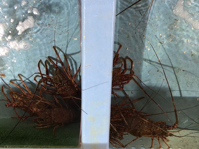 魚魚市場直売所。伊勢えびが人気_西海橋物産館・魚魚の宿 魚魚市場