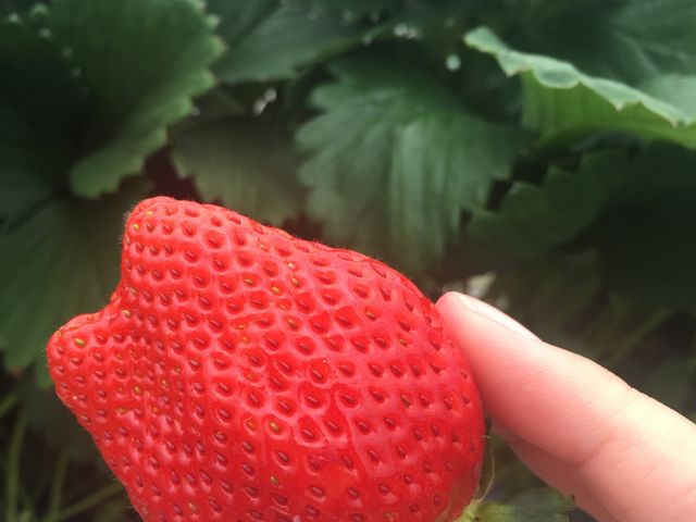 おっきくて甘かったです_たにい農園