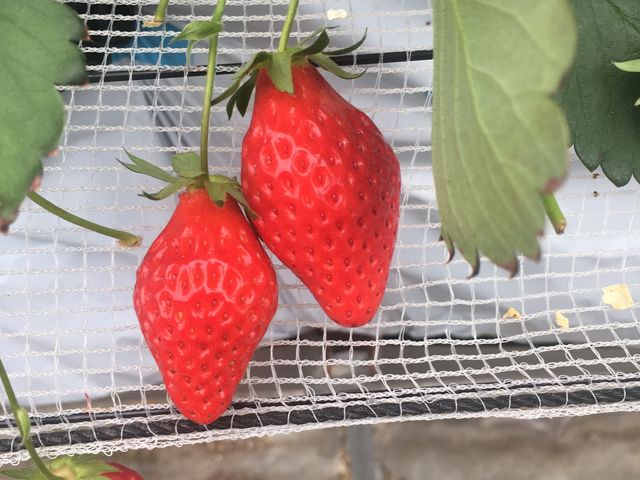 赤いのを選んでいっぱい食べました_たにい農園