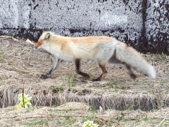 かわいいキタキツネ_知床峠