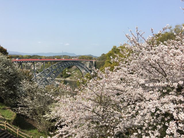 西海橋と桜_西海橋