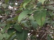 ぴーのさんの諏訪神社の投稿写真1