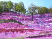 カトレア蘭さんの芝桜花街道の投稿写真1