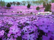 カトレア蘭さんの芝桜花街道の投稿写真2