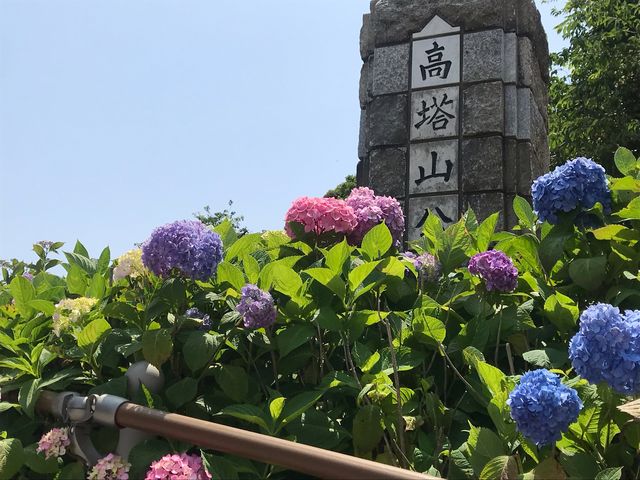 青空とあじさい_高塔山