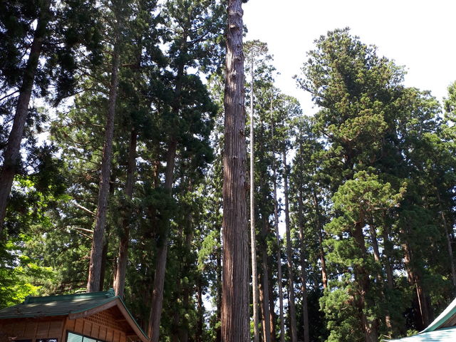 御神木_成島三熊野神社