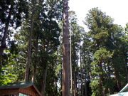 もんさんの成島三熊野神社の投稿写真1