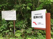たかちゃんさんの祖神の松の投稿写真1