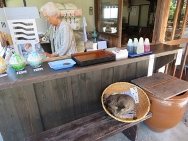 パンフレット入れのカゴに猫が昼寝(御自由お持ちください)_むらた