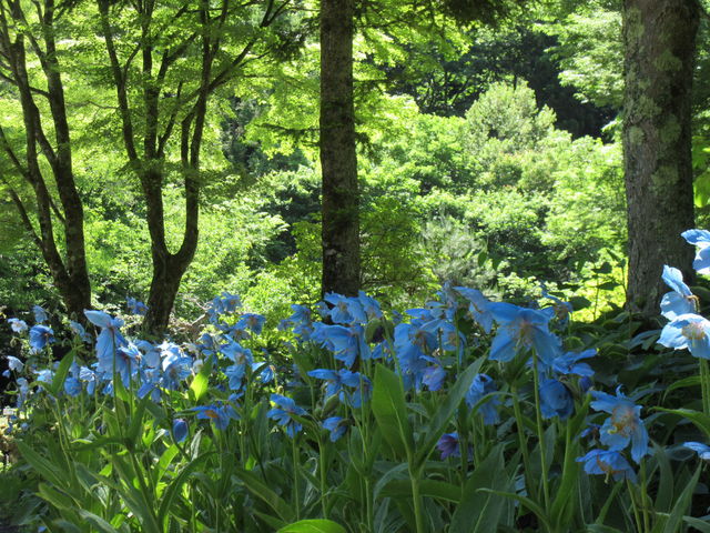 木々の緑を背景に 鑑賞できるのが特徴_上三依水生植物園