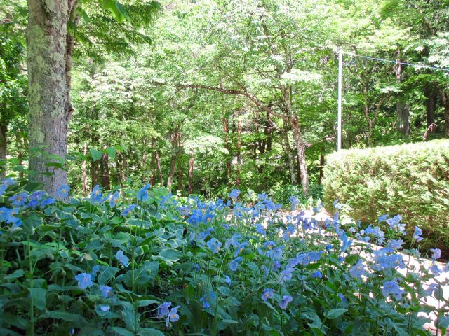 1番大きな群生_上三依水生植物園