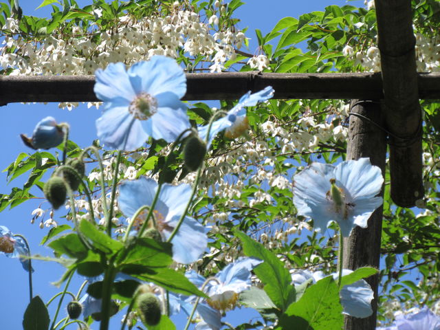 園 入口近くには 他の花が上に咲いている花壇も有ります_上三依水生植物園