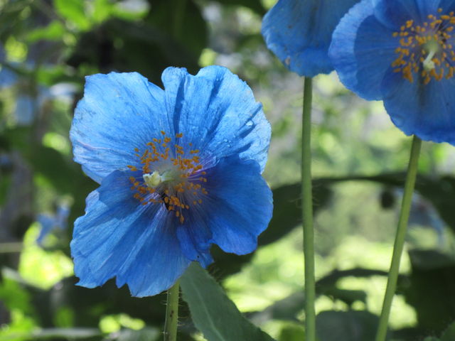 9時開園と同時に行くと 朝露を輝かした花を見れます_上三依水生植物園