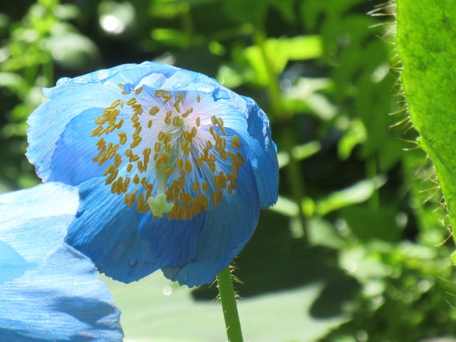 HPでライブカメラの映像を見て開花を確認して行きましょう_上三依水生植物園