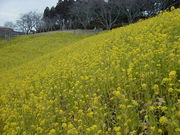 みっちばんさんのマザー牧場のなのはなの投稿写真1