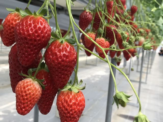 いちごが大きい。_あだみね高原ファーム