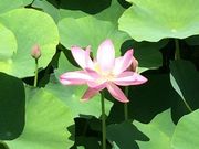 キッドさんの古代ハスの投稿写真1