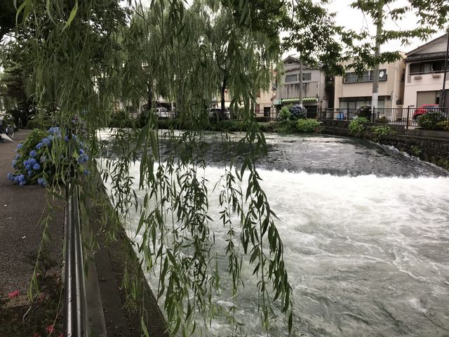 水流がすごいです。_広瀬川