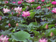 なっちさんの伊豆沼・内沼の投稿写真1