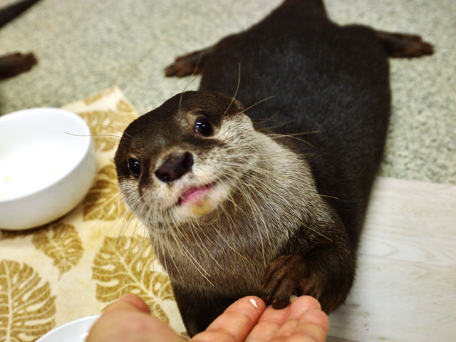思ってたよりも美指!長い!_もふれる屋 カラハリ