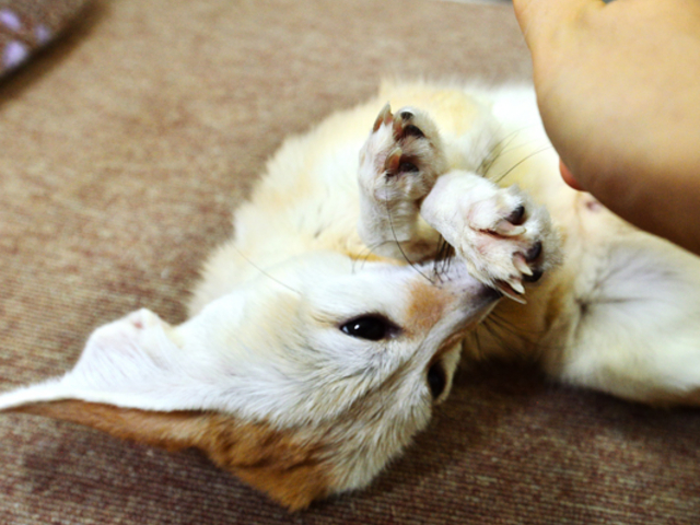 人懐っこさ抜群_もふれる屋 カラハリ