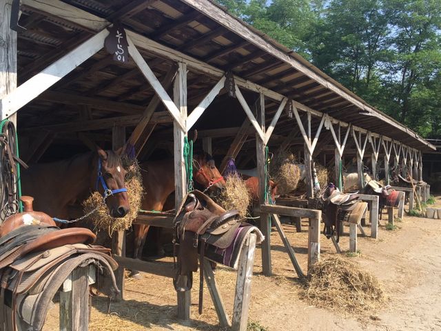馬さんたち。_フラノトレッキングサポート遊馬