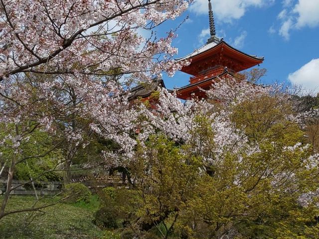 桜の季節もまたきれい_清水寺三重塔