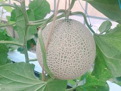 伊豆フルーツパークの写真1